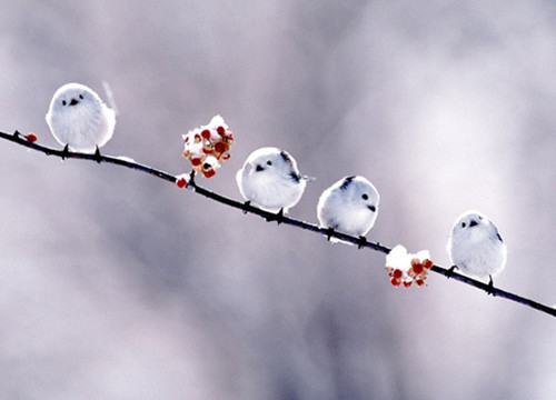 6523384445220740.jpg cute-fluffy-birds_副本.jpg